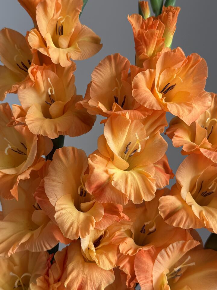 Orange Gladiolus