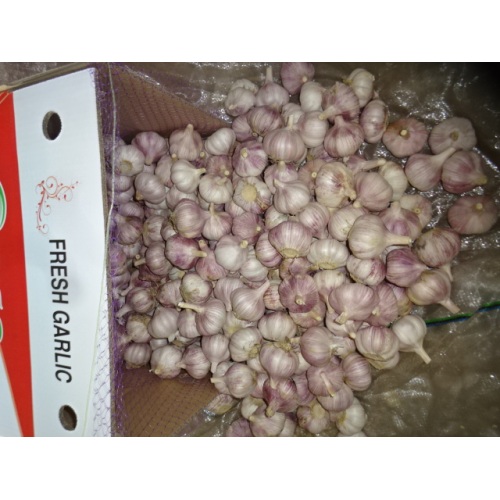 Wholesale Normal White Garlic 2020