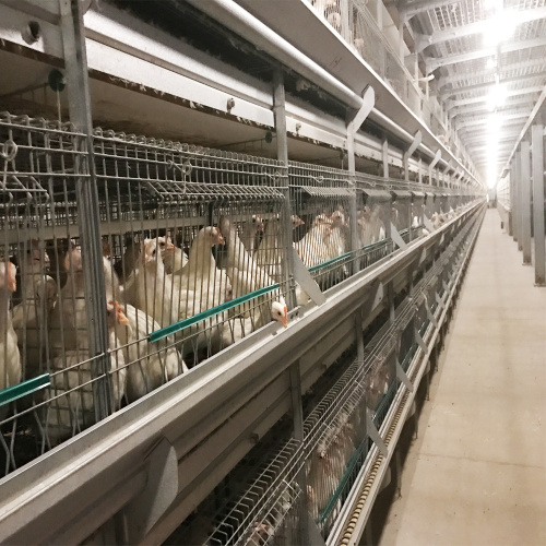 Compléter la cage de couche d&#39;oeuf en acier automatique pour la ferme