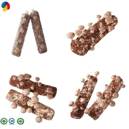 shiitake mushroom spawn  mushroom cultivation