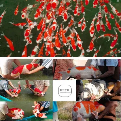 Kio Food Nutritional Aquarium Fish Tank Feed Fish Pet Food Wholesale