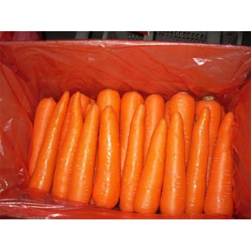 Nouvelle récolte de carottes fraîches 2020