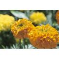 Marigold Flower Extract Lutein 5% 10% 20% Powder