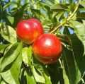 Seizoen fruitnectarine