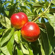 Seasonal fruits: fresh nectarines