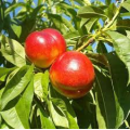 Fwi sezon: Nectarines fre