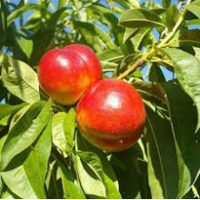 Fruits de temporada: nectarines fresques