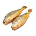 Ikan croaker kuning beku