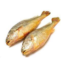 Ikan croaker kuning beku