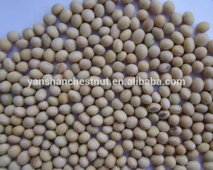 Organic Soybean with Nutritional value yellow soy beans