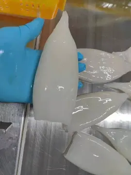 Frozen seafood squid tube U5