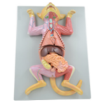 বিড়াল ভ্রূণের অ্যানাটমি মডেল