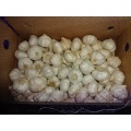 Good Quality Pure White Garlic 2020