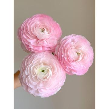 বিবাহের তোড়া জন্য তাজা কাটা গোলাপী Ranunculus ফুল