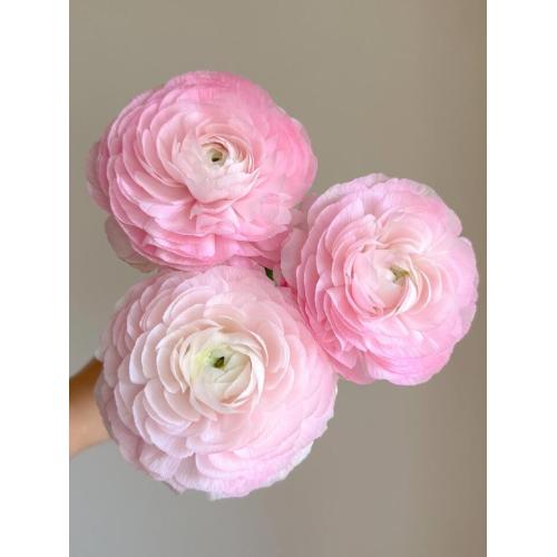 বিবাহের তোড়া জন্য তাজা কাটা গোলাপী Ranunculus ফুল