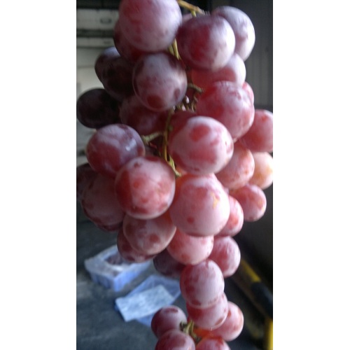 Esportare la qualità standard dell&#39;uva rossa fresca