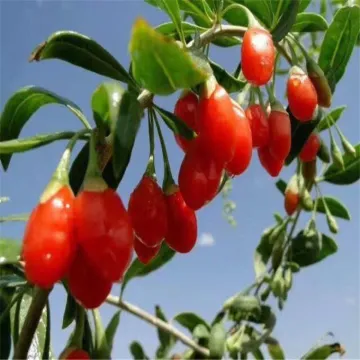 Low Pesticide Dried Ningxia Goji berry