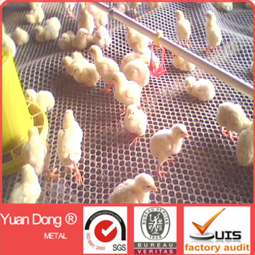 High density polyethylene plastic flat netting feeding chicken