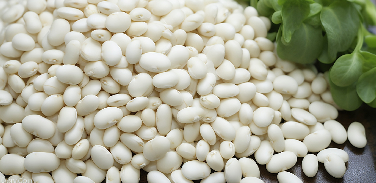 White-Kidney-Bean-Extract