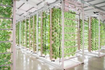 Design Customized Hydroponic Growing Ebb and Flow Trays