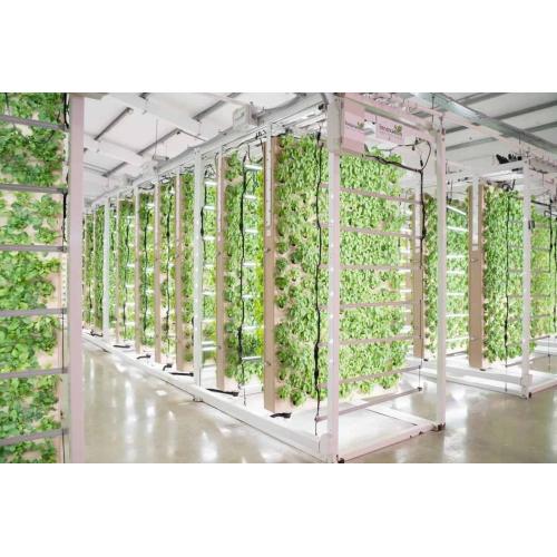 Skyplant Smart Grow prateleiras/prateleiras/bancos rolantes com funções de levantamento e ventilação para agricultura vertical interna