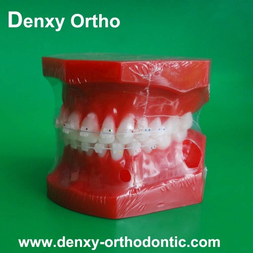 dental study model dental orthodotnic teeth model