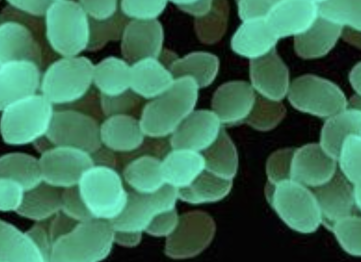 Food Grade Pediococcus Pentosaceus