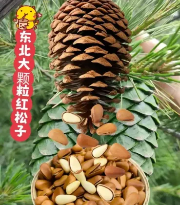 Delicious Open Pine Nuts
