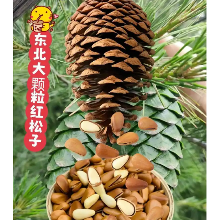 Deliciosos pinhões abertos