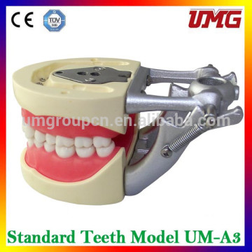 China dental products oral hygiene model