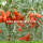 Neue Crop Factory Versorgung getrocknete Ningxia Goji Berry