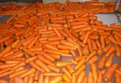 Delicious fresh carrots 2019