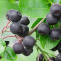 Konzentriertes schwarzes Chokeberry -Pulver für Rezepte Supplement