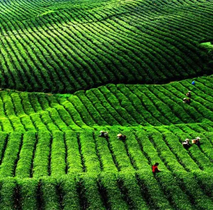 China Green Tea for The World