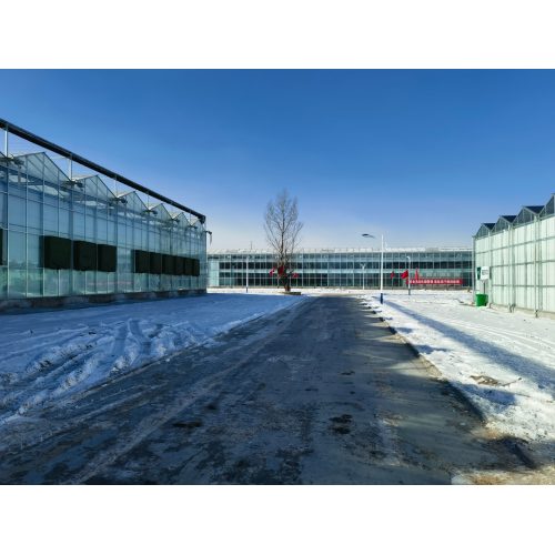 Strawberry Planting Glass Greenhouse