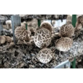 Organic Wild Reishi Mushroom Extract Powder Ganoderma Lucidum Reishi Extract
