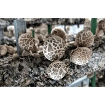 Organic Wild Reishi Mushroom Extract Powder Ganoderma Lucidum Reishi Extract