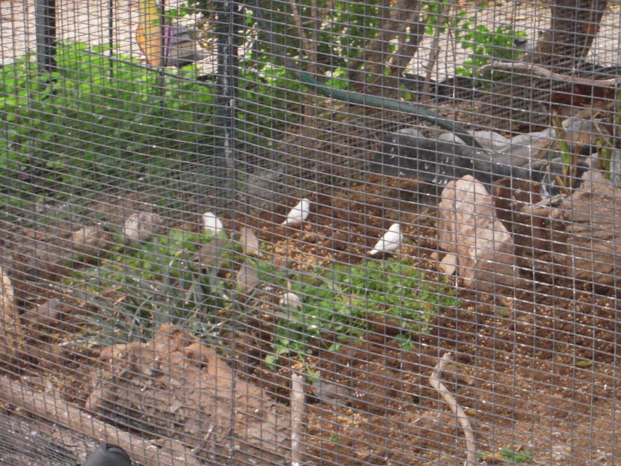 PVC Coated Birds Cage Welded Wire Mesh