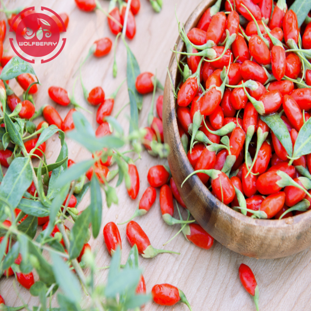 Échantillon gratuit à bas prix Baies de Goji à faible teneur en pesticides