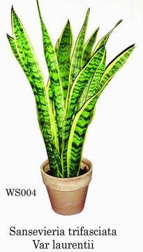 Sansevieria trifasciata var laurentii
