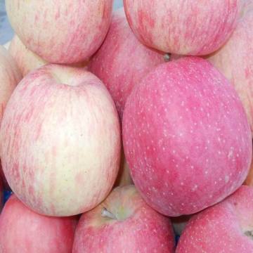 Fresh Apples