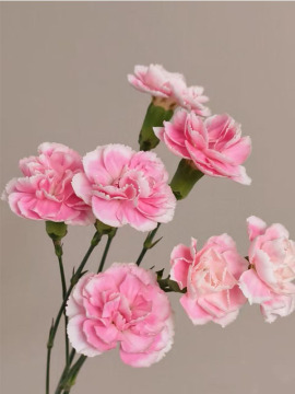 Spray carnation prince cherry