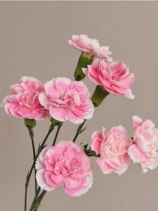 Spray carnation prince cherry