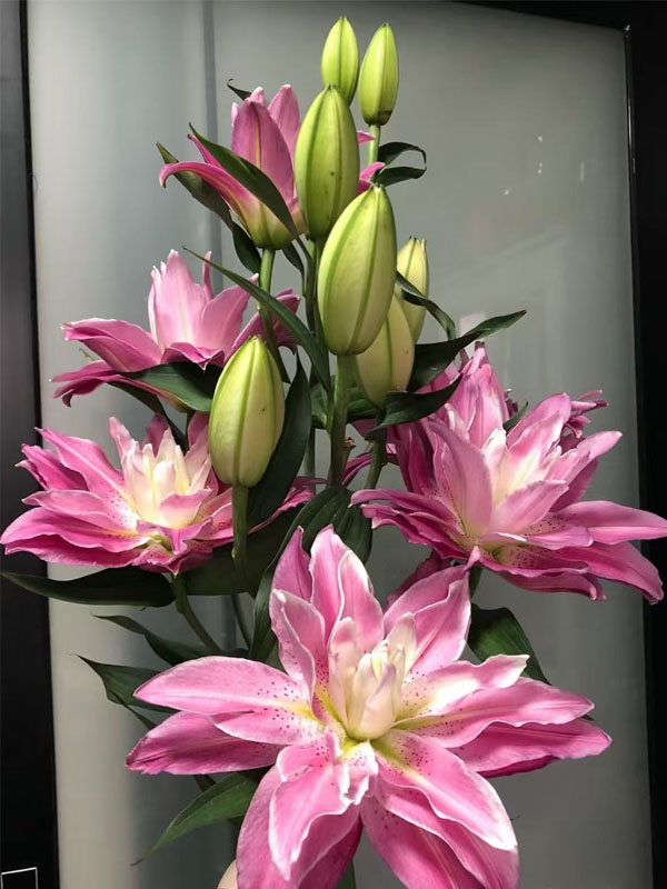 Purple Lotus Double Lily2
