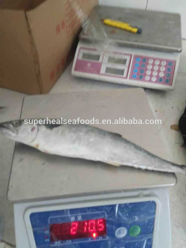 Fresh Frozen WR Spanish Mackerel With Competitive Price