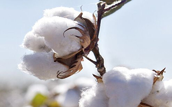 Cottonseeds oil processing