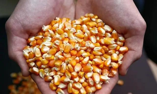 อนุภาคข้าวโพด corn particle