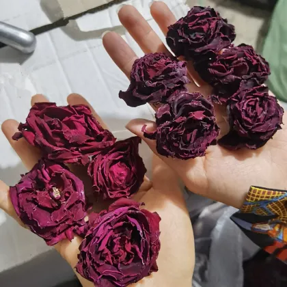 Wholesale High-Quality Dried Crimson Glory Rose Tea - 100% Natural Dark Red Rose Bud Tea