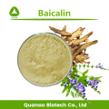 Scutellaria Baicalensis Baical Skullcap Root Extract Powder