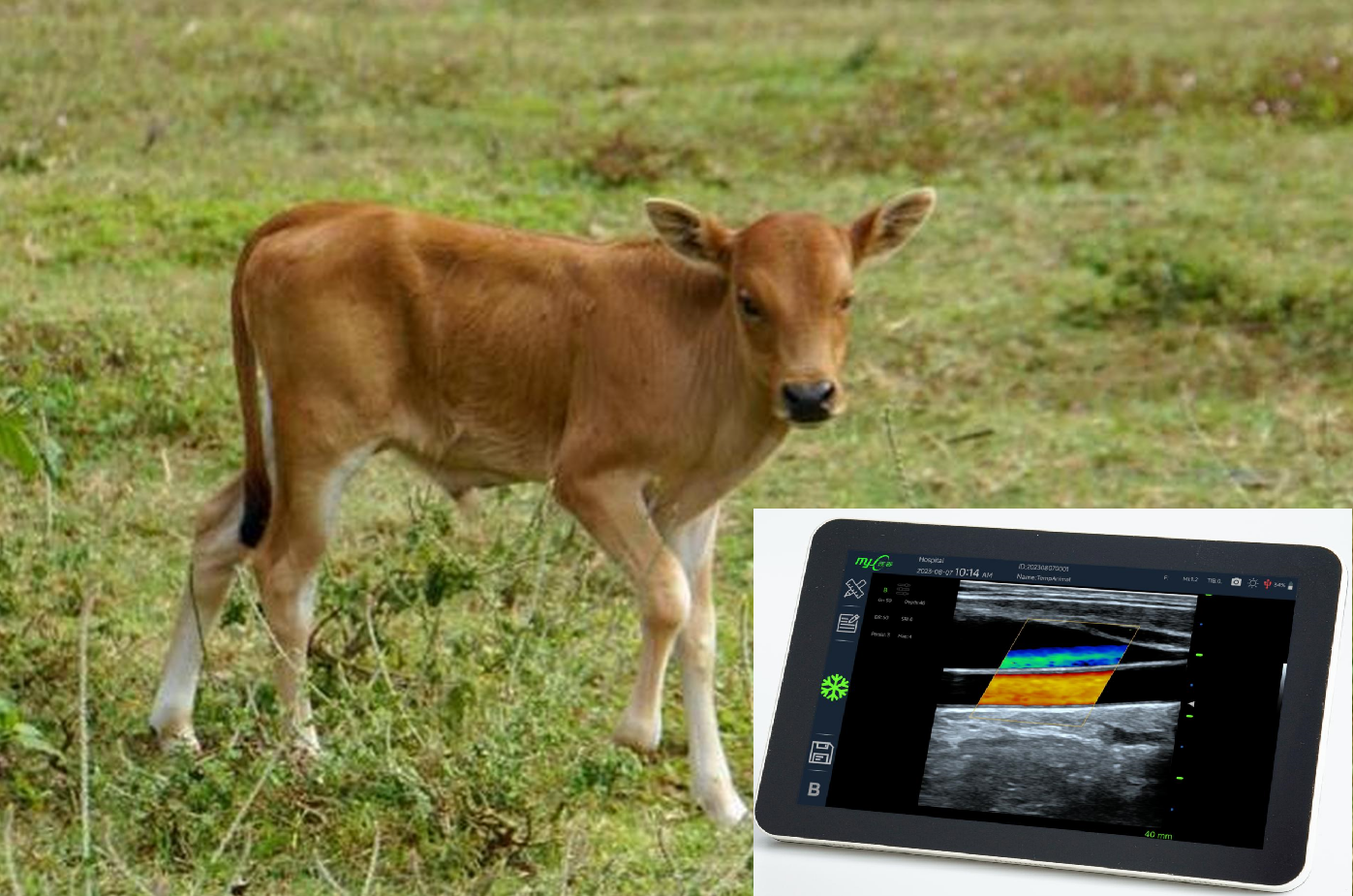 bovine pregnancy ultrasound